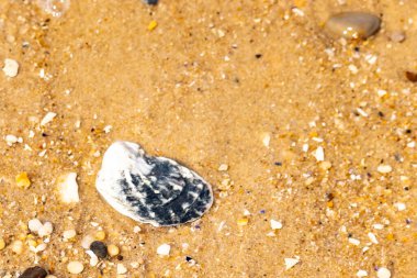Belirgin bir istiridye kabuğu parçasıyla kumlu zemin ve etrafa saçılmış diğer küçük kabuklar ve parçacıklar. Plaj dokusu.