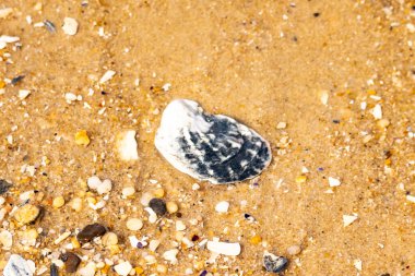 Belirgin bir istiridye kabuğu parçasıyla kumlu zemin ve etrafa saçılmış diğer küçük kabuklar ve parçacıklar. Plaj dokusu.