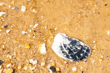 Belirgin bir istiridye kabuğu parçasıyla kumlu zemin ve etrafa saçılmış diğer küçük kabuklar ve parçacıklar. Plaj dokusu.