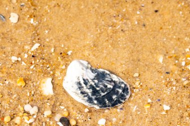 Belirgin bir istiridye kabuğu parçasıyla kumlu zemin ve etrafa saçılmış diğer küçük kabuklar ve parçacıklar. Plaj dokusu.