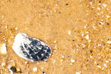 Belirgin bir istiridye kabuğu parçasıyla kumlu zemin ve etrafa saçılmış diğer küçük kabuklar ve parçacıklar. Plaj dokusu.