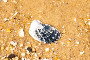 Belirgin bir istiridye kabuğu parçasıyla kumlu zemin ve etrafa saçılmış diğer küçük kabuklar ve parçacıklar. Plaj dokusu.
