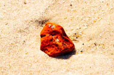 Sandy etrafa saçılmış küçük kabuklar ve çakıl taşları ile, göze çarpan canlı kırmızı bir parça da dahil. Sahil tarama bulma.