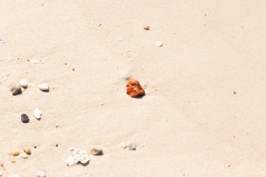 Sandy etrafa saçılmış küçük kabuklar ve çakıl taşları ile, göze çarpan canlı kırmızı bir parça da dahil. Sahil tarama bulma.