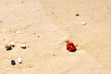 Sandy etrafa saçılmış küçük kabuklar ve çakıl taşları ile, göze çarpan canlı kırmızı bir parça da dahil. Sahil tarama bulma.