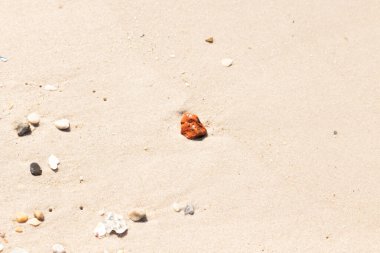 Sandy etrafa saçılmış küçük kabuklar ve çakıl taşları ile, göze çarpan canlı kırmızı bir parça da dahil. Sahil tarama bulma.