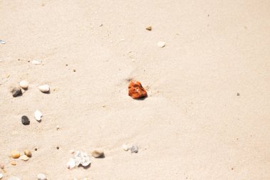 Sandy etrafa saçılmış küçük kabuklar ve çakıl taşları ile, göze çarpan canlı kırmızı bir parça da dahil. Sahil tarama bulma.