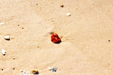 Sandy etrafa saçılmış küçük kabuklar ve çakıl taşları ile, göze çarpan canlı kırmızı bir parça da dahil. Sahil tarama bulma.