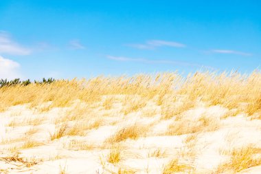 Açık mavi gökyüzünün altında yuvarlanan kum tepeciklerini kaplayan altın plaj otları. Kıyı manzarası.