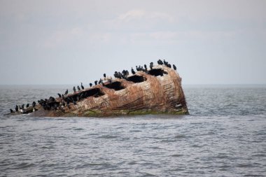 Okyanusta paslanmış gemi enkazı, kuşlarla dolu. Çürümenin ve vahşi yaşamın kesin bir görüntüsü. Denizcilik ya da tarihsel kavramlar için ideal.