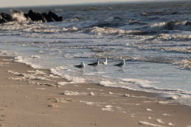 Deniz kenarındaki martılar kumlu bir sahilde, yumuşak dalgalar ve parlak bir gökyüzünün altında kayalık bir kıyı şeridi. Kıyı sükuneti.