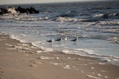 Deniz kenarındaki martılar kumlu bir sahilde, yumuşak dalgalar ve parlak bir gökyüzünün altında kayalık bir kıyı şeridi. Kıyı sükuneti.