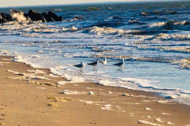 Deniz kenarındaki martılar kumlu bir sahilde, yumuşak dalgalar ve parlak bir gökyüzünün altında kayalık bir kıyı şeridi. Kıyı sükuneti.
