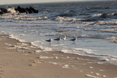 Deniz kenarındaki martılar kumlu bir sahilde, yumuşak dalgalar ve parlak bir gökyüzünün altında kayalık bir kıyı şeridi. Kıyı sükuneti.