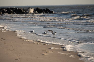Deniz kenarındaki martılar kumlu bir sahilde, yumuşak dalgalar ve parlak bir gökyüzünün altında kayalık bir kıyı şeridi. Kıyı sükuneti.