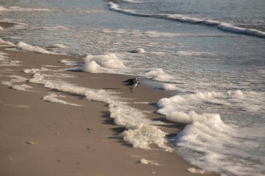 İki küçük sahil kuşu, muhtemelen yağmurluk, kumul ya da balıkçı teknesi, kumlu bir sahilde duruyor. Hafif dalgalar kıyıya vururken. Görüntü sakin bir kıyı anını yakalıyor..