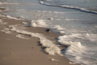 İki küçük sahil kuşu, muhtemelen yağmurluk, kumul ya da balıkçı teknesi, kumlu bir sahilde duruyor. Hafif dalgalar kıyıya vururken. Görüntü sakin bir kıyı anını yakalıyor..