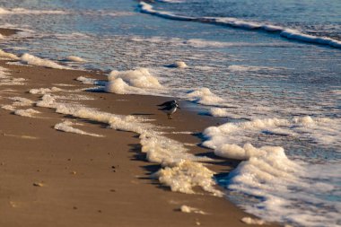 Küçük bir sahil kuşu, muhtemelen yağmurluk, kumlu bir kumsalda duruyor ve yumuşak dalgalar kıyıya vuruyor. Görüntü sakin bir kıyı anını yakalıyor..