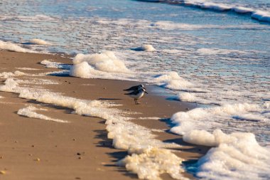Küçük bir sahil kuşu, muhtemelen yağmurluk, kumlu bir kumsalda duruyor ve yumuşak dalgalar kıyıya vuruyor. Görüntü sakin bir kıyı anını yakalıyor..
