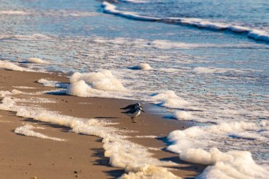 Küçük bir sahil kuşu, muhtemelen yağmurluk, kumlu bir kumsalda duruyor ve yumuşak dalgalar kıyıya vuruyor. Görüntü sakin bir kıyı anını yakalıyor..