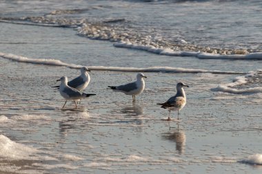 Dört Halka gagalı martı ıslak, kumlu bir plajda duruyor ve nazik dalgalar geri çekiliyor ve yansımalar yaratıyor. Parlak güneş ışığı huzurlu kıyı sahnesini aydınlatır..