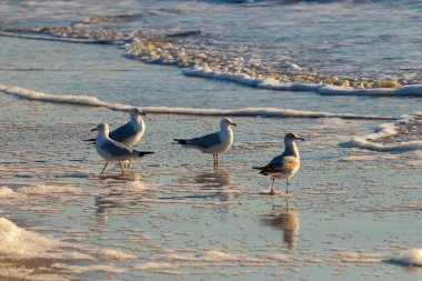 Dört Halka gagalı martı ıslak, kumlu bir plajda duruyor ve nazik dalgalar geri çekiliyor ve yansımalar yaratıyor. Parlak güneş ışığı huzurlu kıyı sahnesini aydınlatır..
