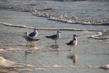 Dört Halka gagalı martı ıslak, kumlu bir plajda duruyor ve nazik dalgalar geri çekiliyor ve yansımalar yaratıyor. Parlak güneş ışığı huzurlu kıyı sahnesini aydınlatır..