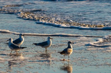 Dört Halka gagalı martı ıslak, kumlu bir plajda duruyor ve nazik dalgalar geri çekiliyor ve yansımalar yaratıyor. Parlak güneş ışığı huzurlu kıyı sahnesini aydınlatır..