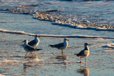 Dört Halka gagalı martı ıslak, kumlu bir plajda duruyor ve nazik dalgalar geri çekiliyor ve yansımalar yaratıyor. Parlak güneş ışığı huzurlu kıyı sahnesini aydınlatır..