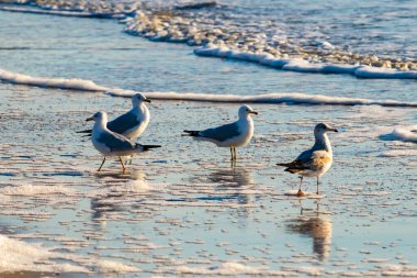 Dört Halka gagalı martı ıslak, kumlu bir plajda duruyor ve nazik dalgalar geri çekiliyor ve yansımalar yaratıyor. Parlak güneş ışığı huzurlu kıyı sahnesini aydınlatır..