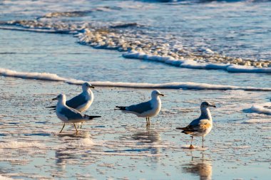 Dört Halka gagalı martı ıslak, kumlu bir plajda duruyor ve nazik dalgalar geri çekiliyor ve yansımalar yaratıyor. Parlak güneş ışığı huzurlu kıyı sahnesini aydınlatır..