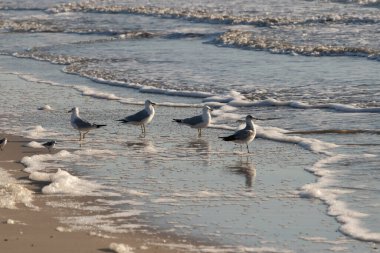 Dört Halka gagalı martı ıslak, kumlu bir plajda duruyor ve nazik dalgalar geri çekiliyor ve yansımalar yaratıyor. Parlak güneş ışığı huzurlu kıyı sahnesini aydınlatır..