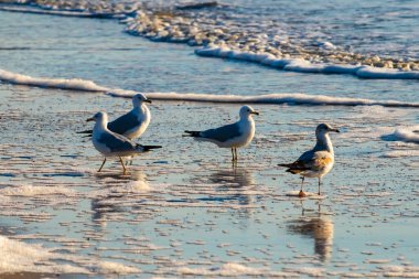 Dört Halka gagalı martı ıslak, kumlu bir plajda duruyor ve nazik dalgalar geri çekiliyor ve yansımalar yaratıyor. Parlak güneş ışığı huzurlu kıyı sahnesini aydınlatır..