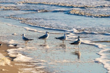 Dört Halka gagalı martı ıslak, kumlu bir plajda duruyor ve nazik dalgalar geri çekiliyor ve yansımalar yaratıyor. Parlak güneş ışığı huzurlu kıyı sahnesini aydınlatır..