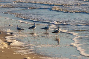 Dört Halka gagalı martı ıslak, kumlu bir plajda duruyor ve nazik dalgalar geri çekiliyor ve yansımalar yaratıyor. Parlak güneş ışığı huzurlu kıyı sahnesini aydınlatır..