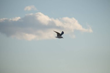 Bir martı parlak mavi bir gökyüzünde süzülür, kanatlarını arkaplanda kabarık beyaz bir bulutla açılır..