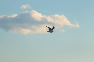 Bir martı parlak mavi bir gökyüzünde süzülür, kanatlarını arkaplanda kabarık beyaz bir bulutla açılır..