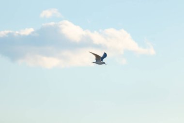 Bir martı parlak mavi bir gökyüzünde süzülür, kanatlarını arkaplanda kabarık beyaz bir bulutla açılır..