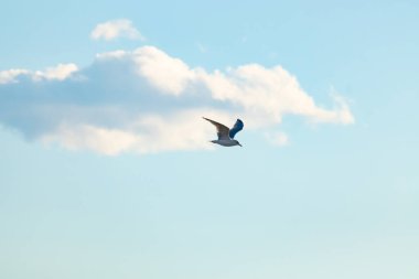 Bir martı parlak mavi bir gökyüzünde süzülür, kanatlarını arkaplanda kabarık beyaz bir bulutla açılır..