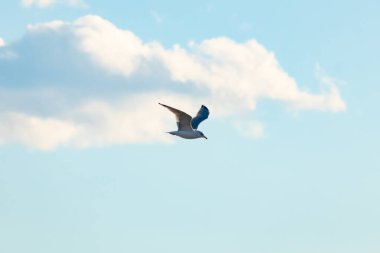 Bir martı parlak mavi bir gökyüzünde süzülür, kanatlarını arkaplanda kabarık beyaz bir bulutla açılır..