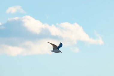 Bir martı parlak mavi bir gökyüzünde süzülür, kanatlarını arkaplanda kabarık beyaz bir bulutla açılır..