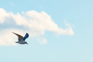 Bir martı parlak mavi bir gökyüzünde süzülür, kanatlarını arkaplanda kabarık beyaz bir bulutla açılır..