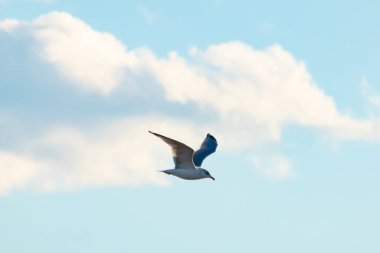 Bir martı parlak mavi bir gökyüzünde süzülür, kanatlarını arkaplanda kabarık beyaz bir bulutla açılır..
