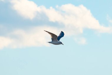 Bir martı parlak mavi bir gökyüzünde süzülür, kanatlarını arkaplanda kabarık beyaz bir bulutla açılır..