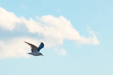 Bir martı parlak mavi bir gökyüzünde süzülür, kanatlarını arkaplanda kabarık beyaz bir bulutla açılır..
