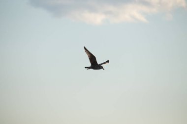 Bir martı parlak mavi bir gökyüzünde süzülür, kanatlarını arkaplanda kabarık beyaz bir bulutla açılır..
