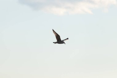 Bir martı parlak mavi bir gökyüzünde süzülür, kanatlarını arkaplanda kabarık beyaz bir bulutla açılır..