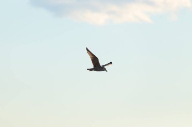 Bir martı parlak mavi bir gökyüzünde süzülür, kanatlarını arkaplanda kabarık beyaz bir bulutla açılır..
