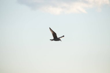 Bir martı parlak mavi bir gökyüzünde süzülür, kanatlarını arkaplanda kabarık beyaz bir bulutla açılır..