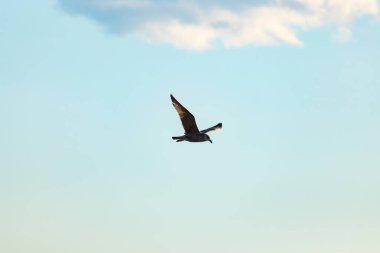 Bir martı parlak mavi bir gökyüzünde süzülür, kanatlarını arkaplanda kabarık beyaz bir bulutla açılır..